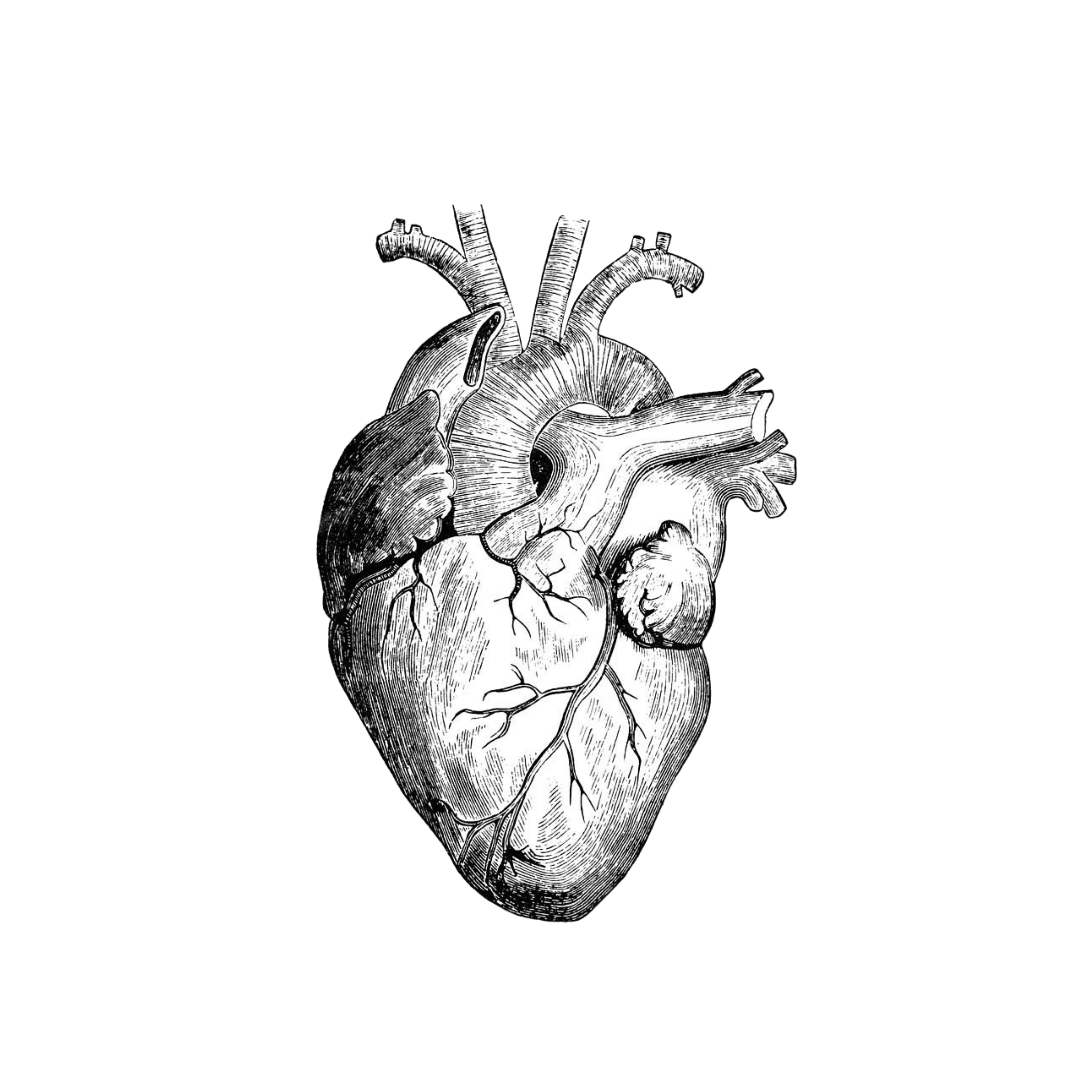 Орган сердце человека рисунок. Человеческое сердце эскиз. Анатомическое сердце человека. Нарисовать сердце.