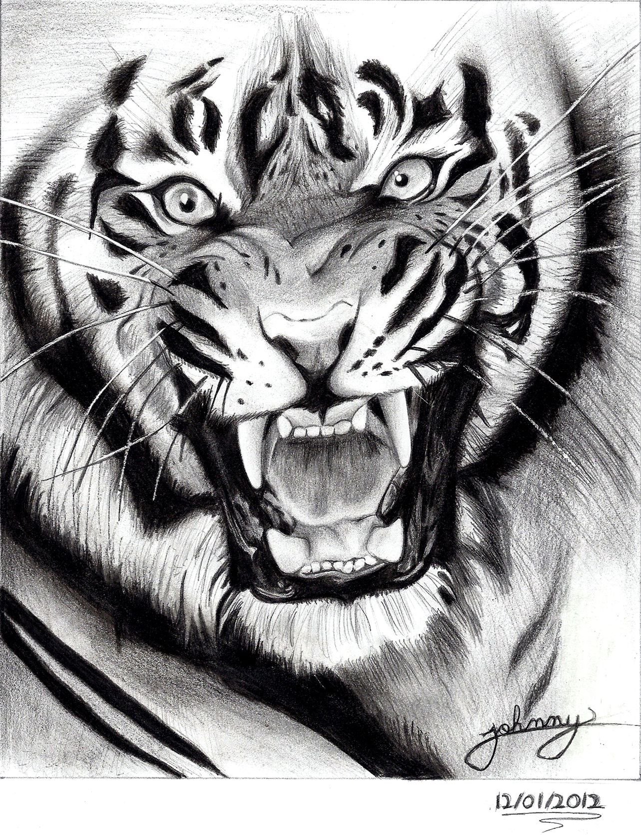 Оскал тигра рисунок тату