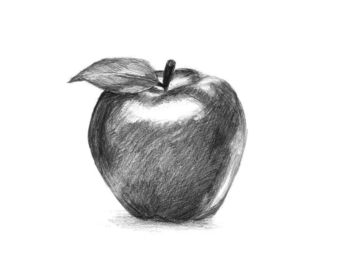 Карандашный набросок яблока