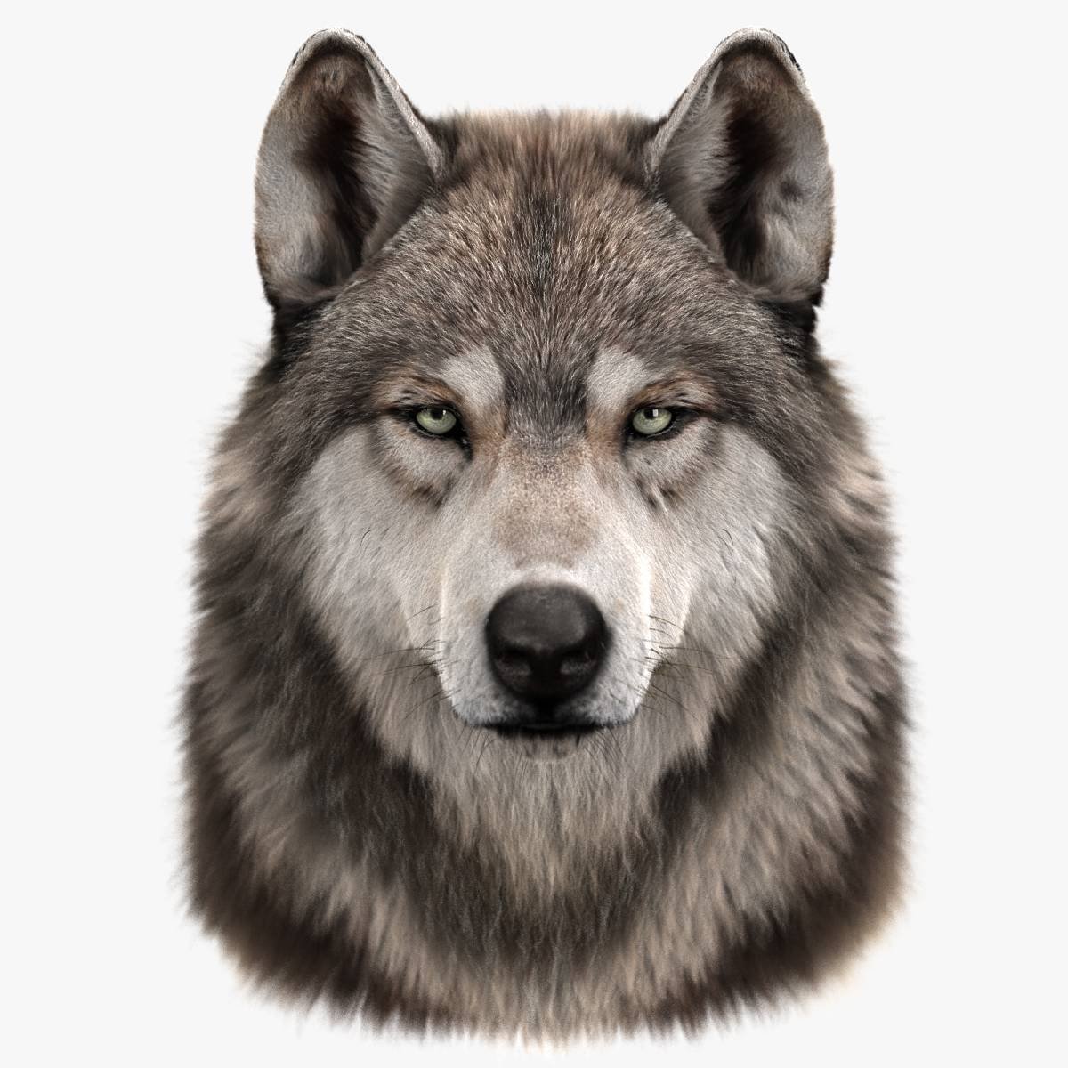 Морда волка в профиль