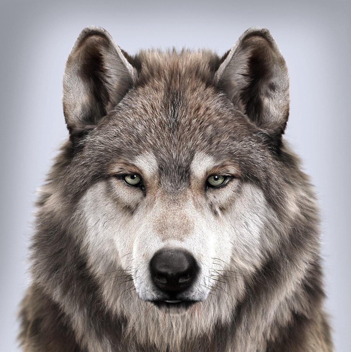 фото головы волка