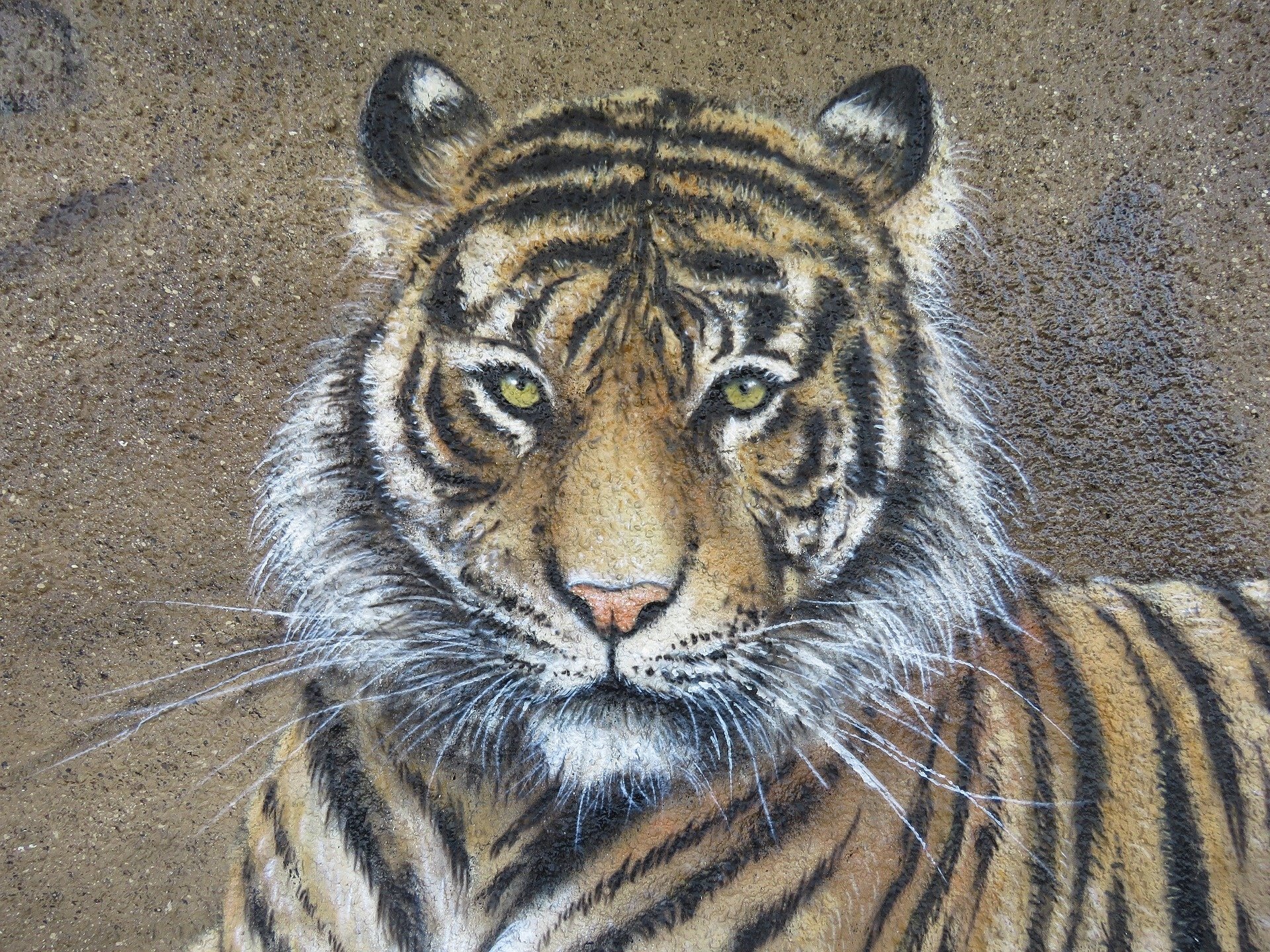 3д картины тигр