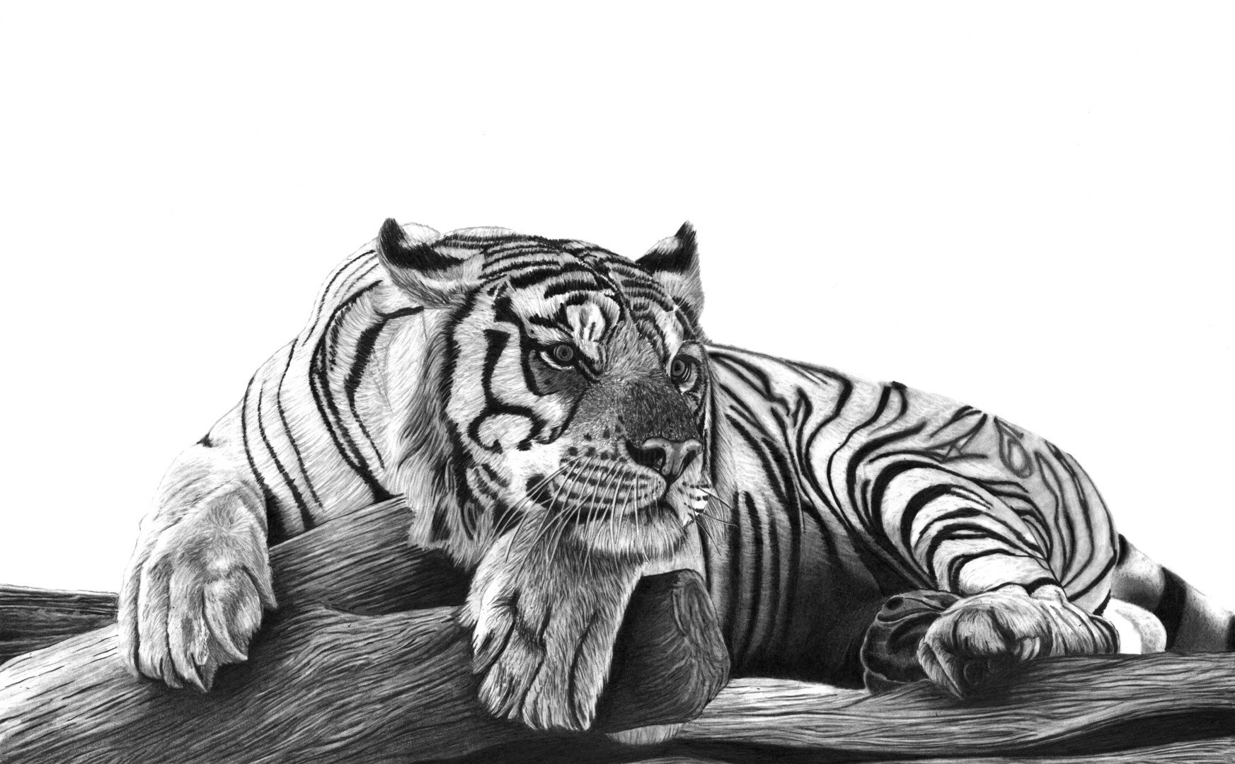 Тигр лежит рисунок