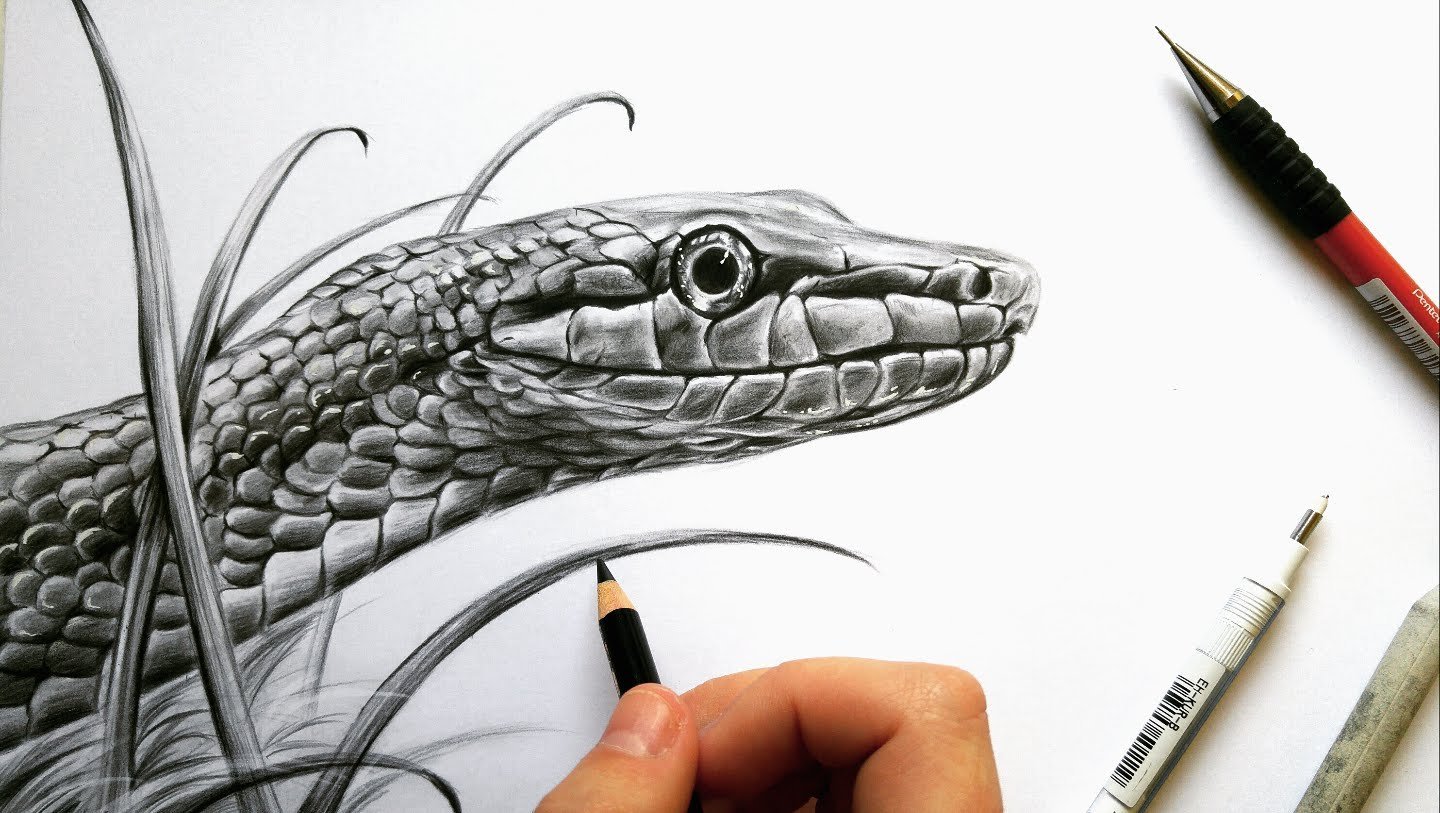 Рисунки карандашом змею