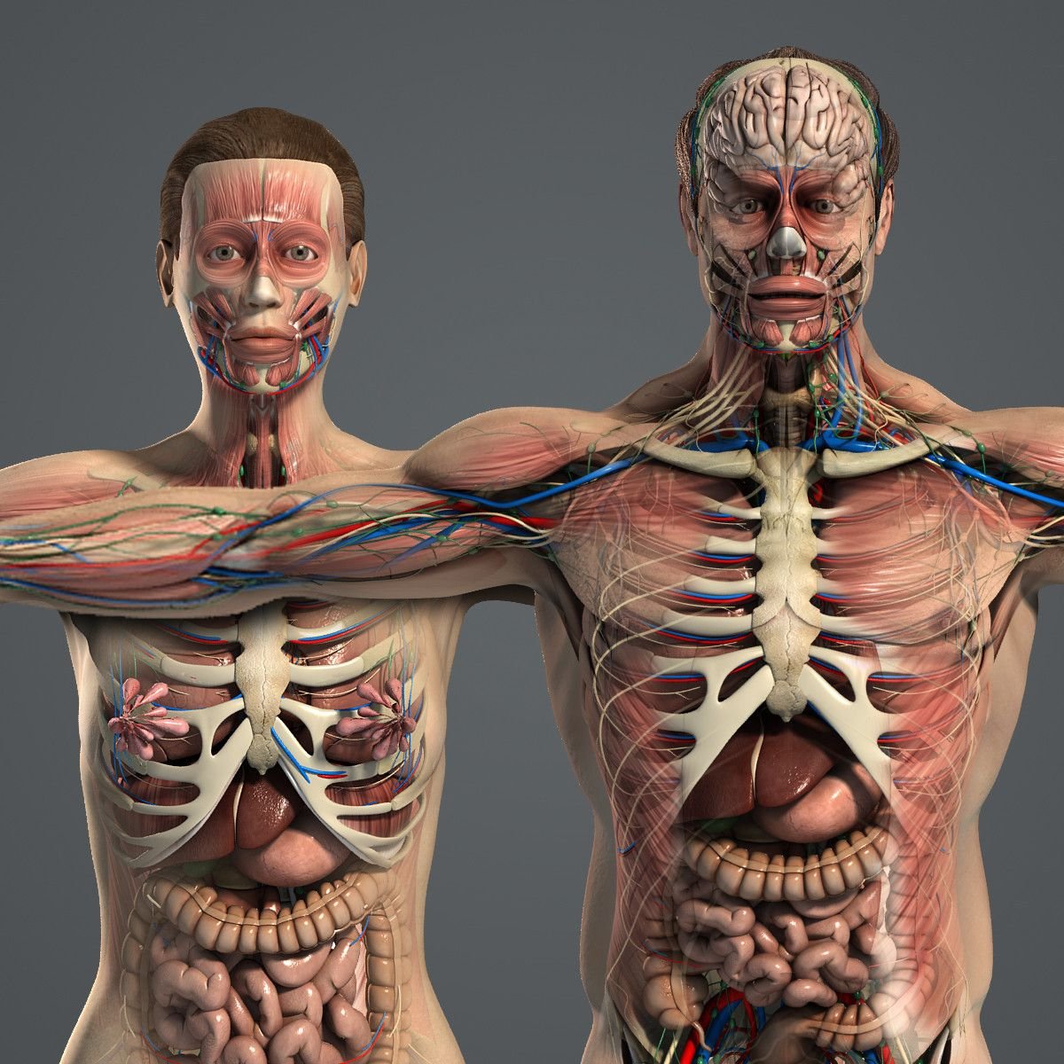 Анатомия человека внутренние органы 3д атлас