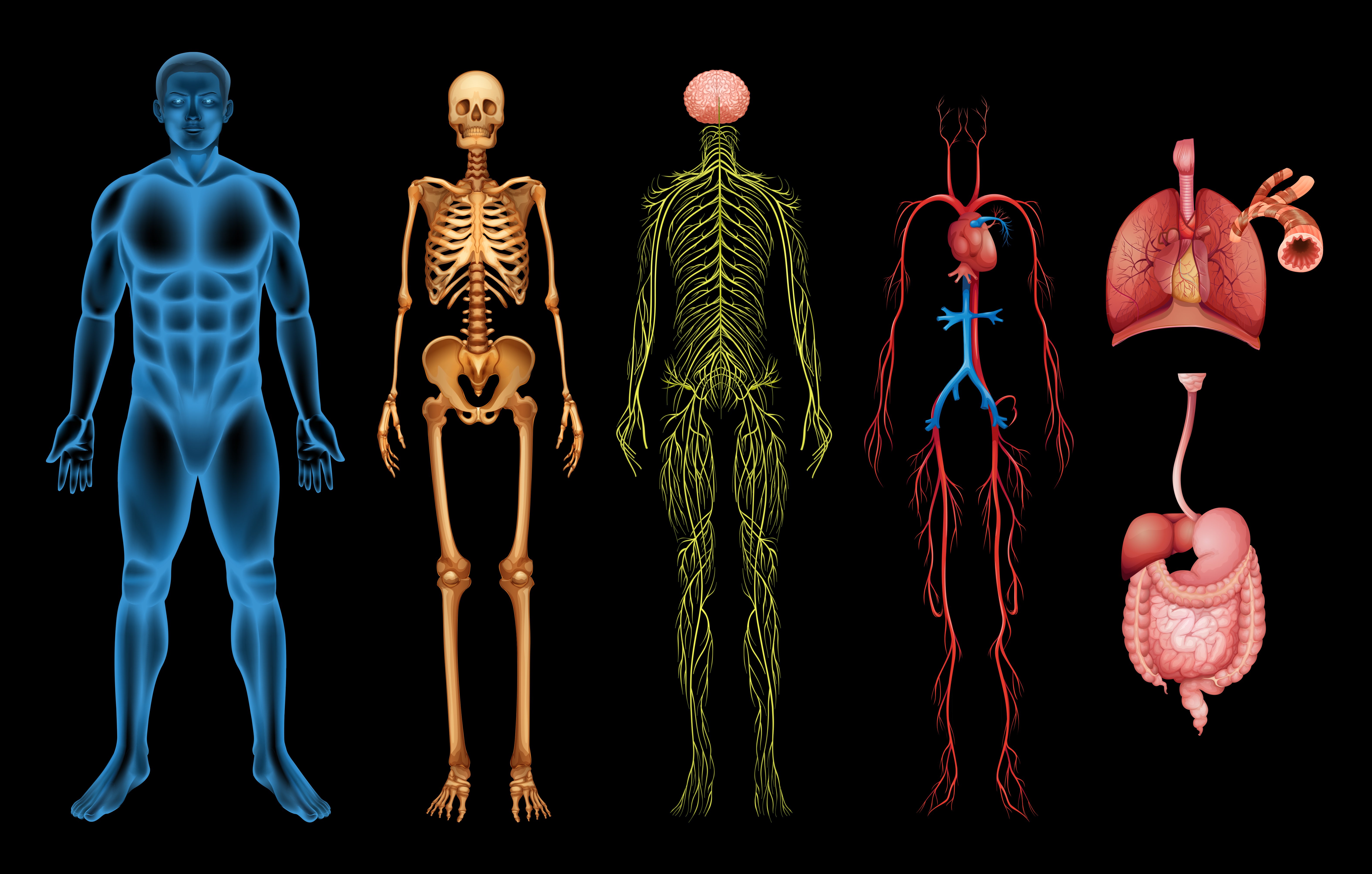 Скелет человека с внутренними органами