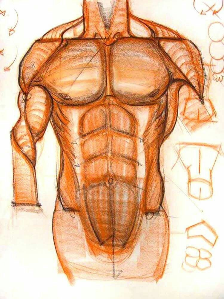 Как нарисовать торс человека
