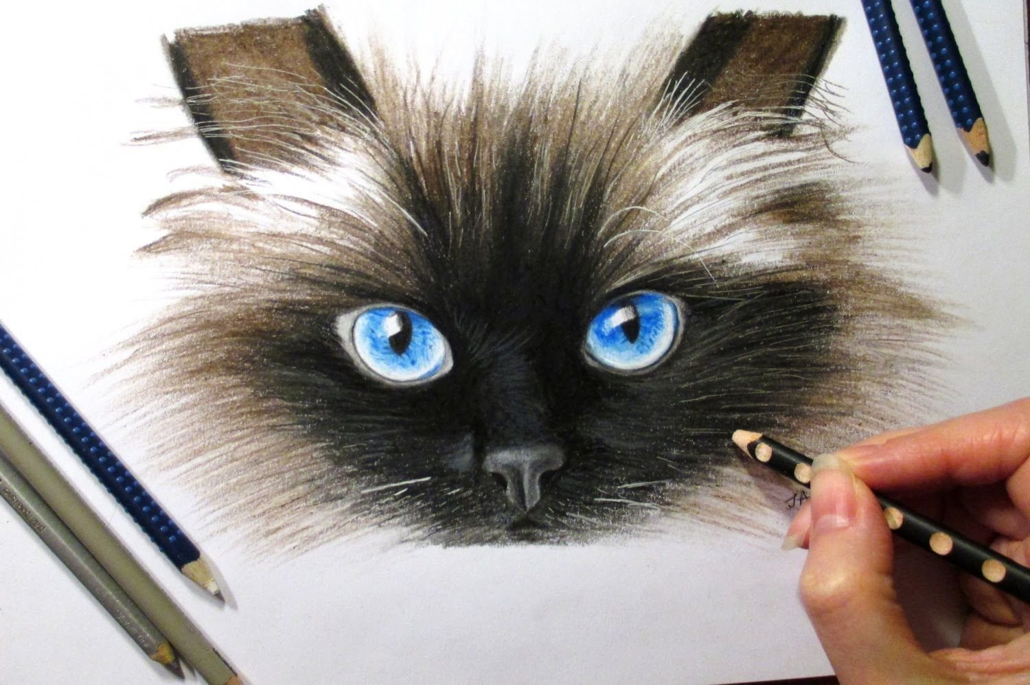 Кот цветными карандашами реалистично