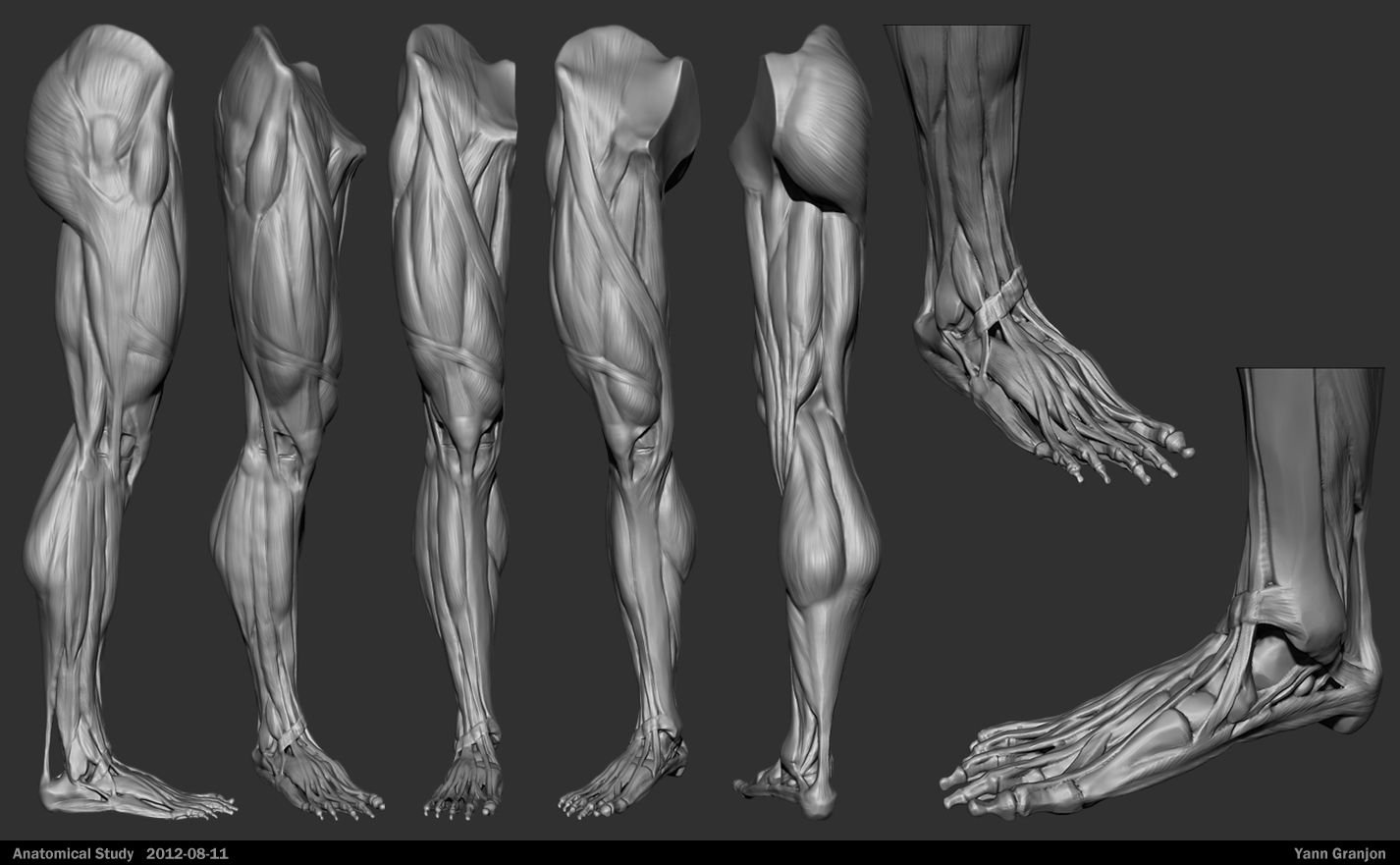 Ноги референс анатомия