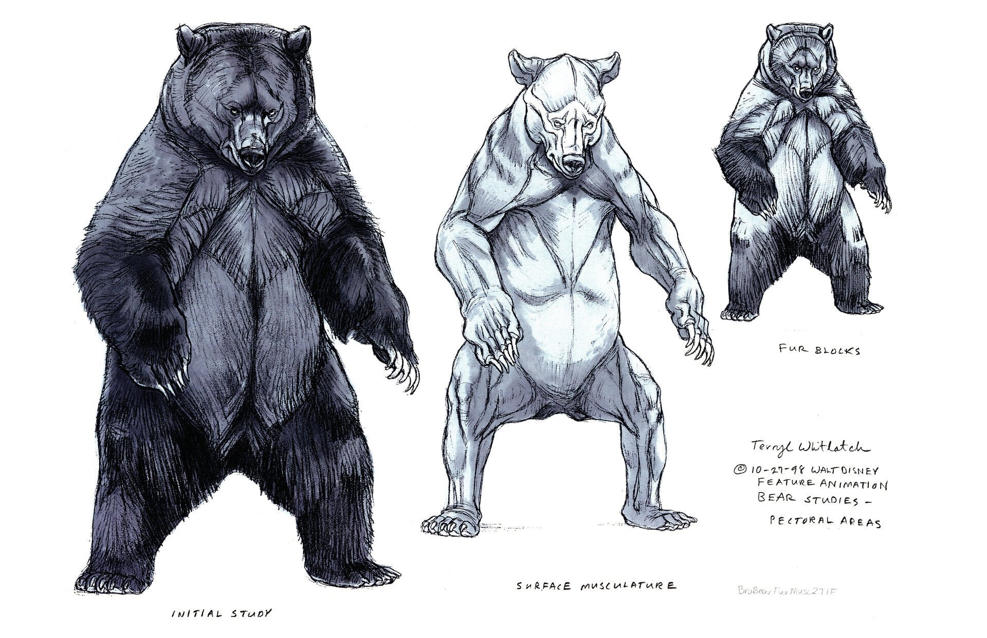 Мускулатура медведя