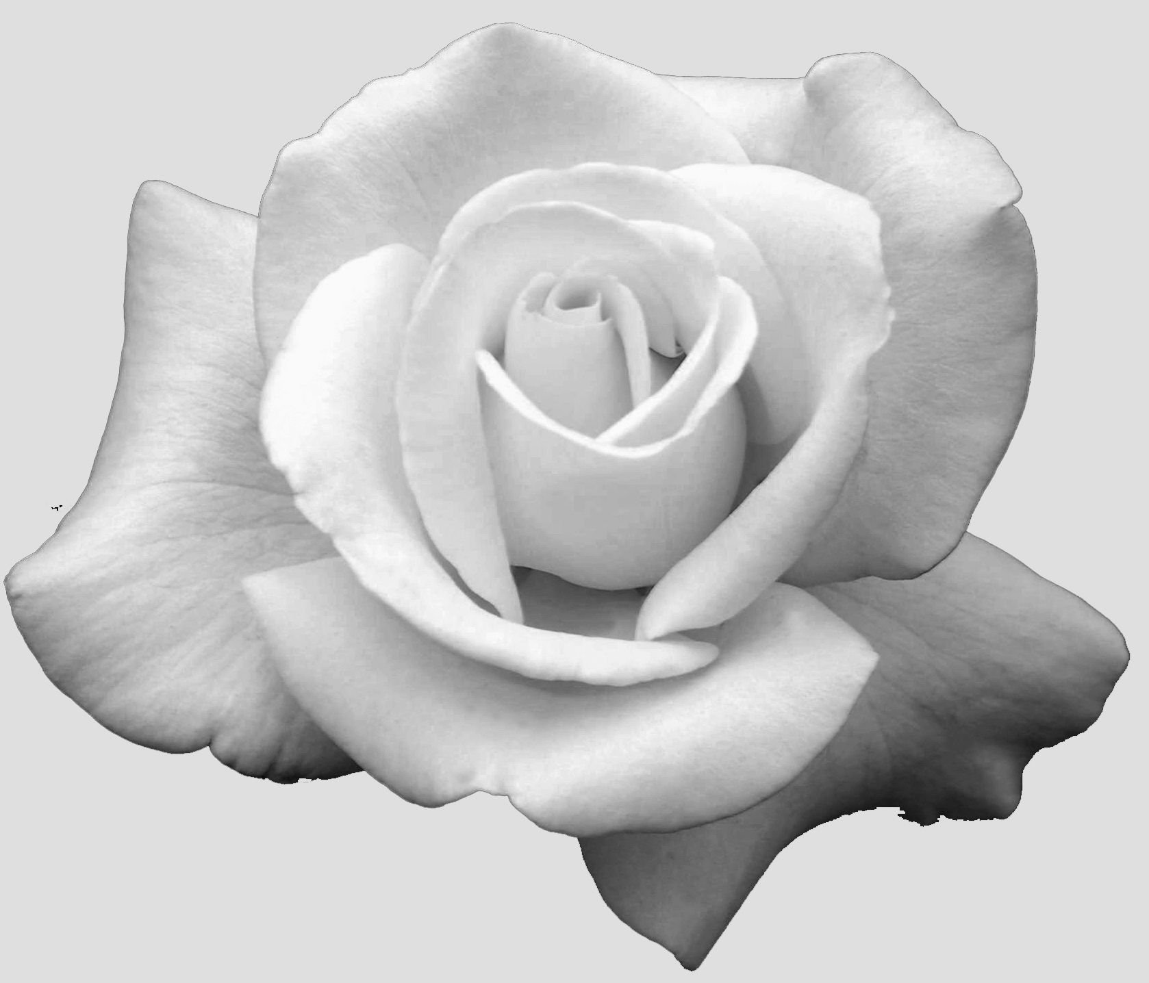 Роза белая карандашом