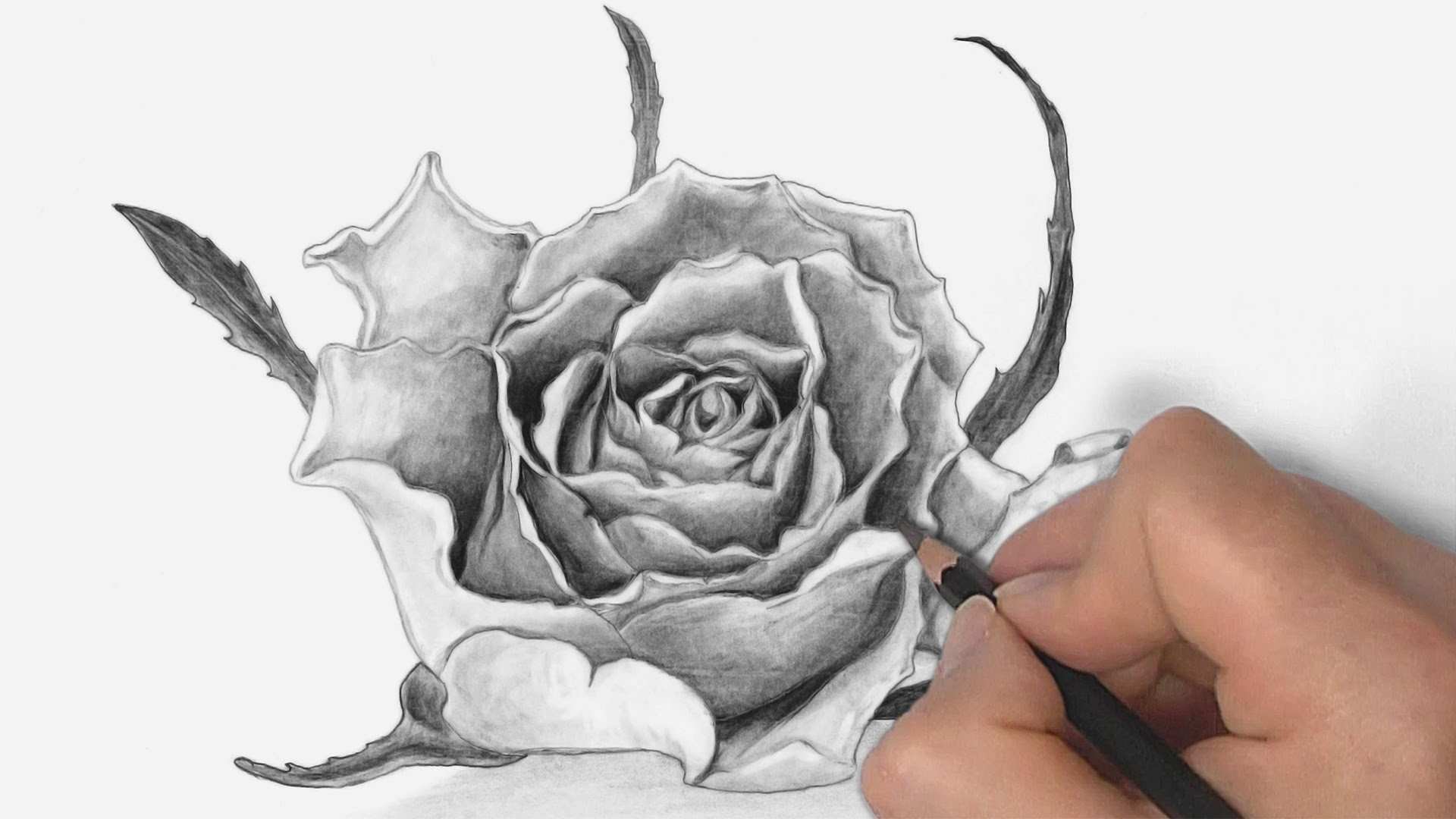 Нарисовать цветы карандашом