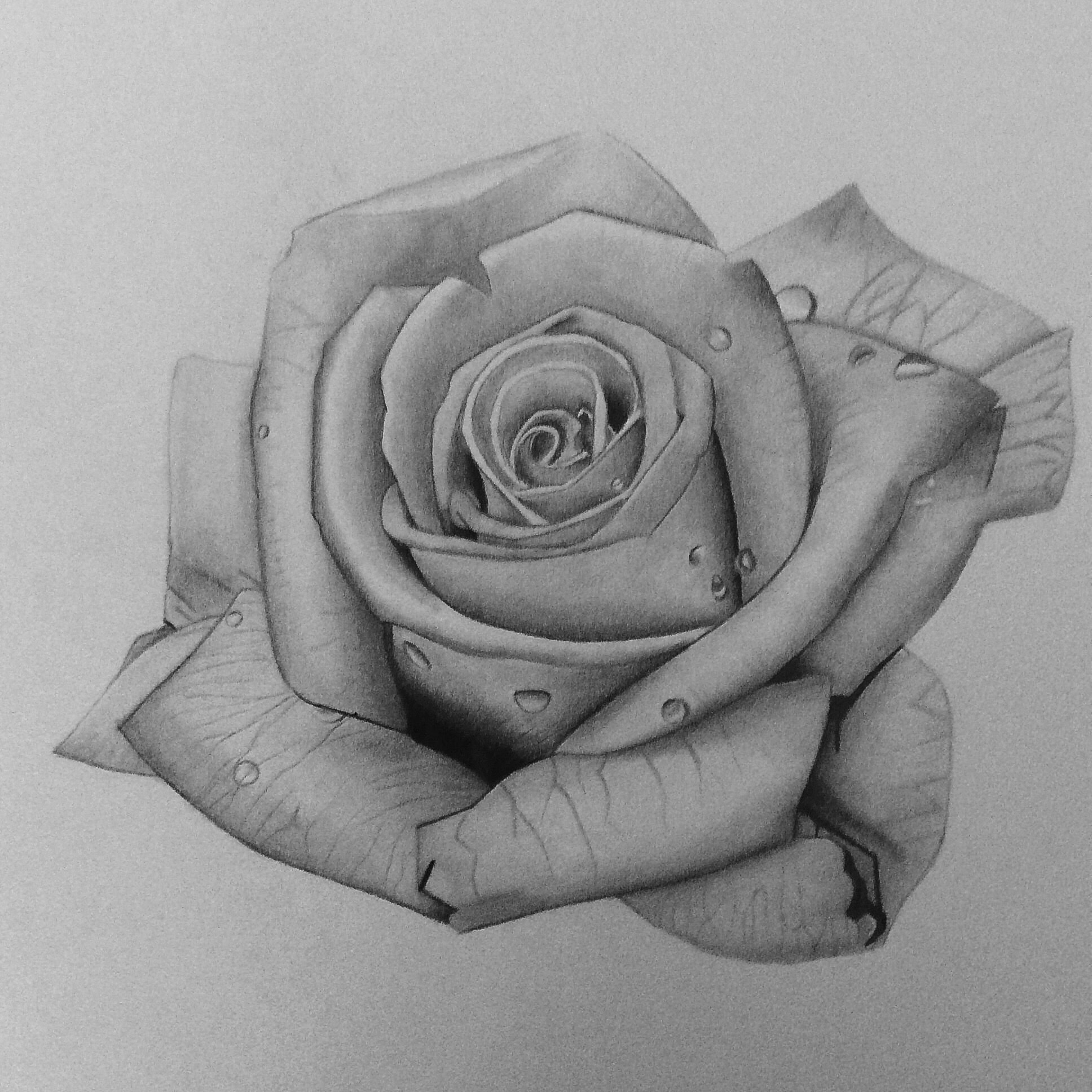Реалистичная роза карандашом