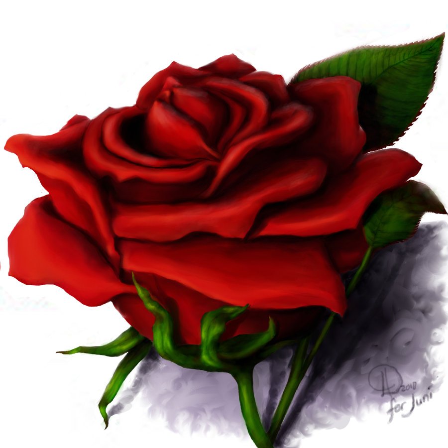Красные розы нарисованные