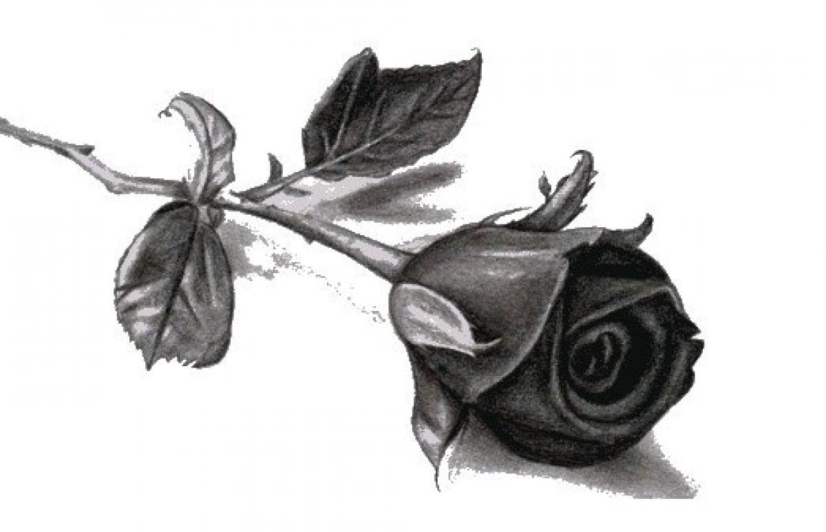 Листья розы карандашом
