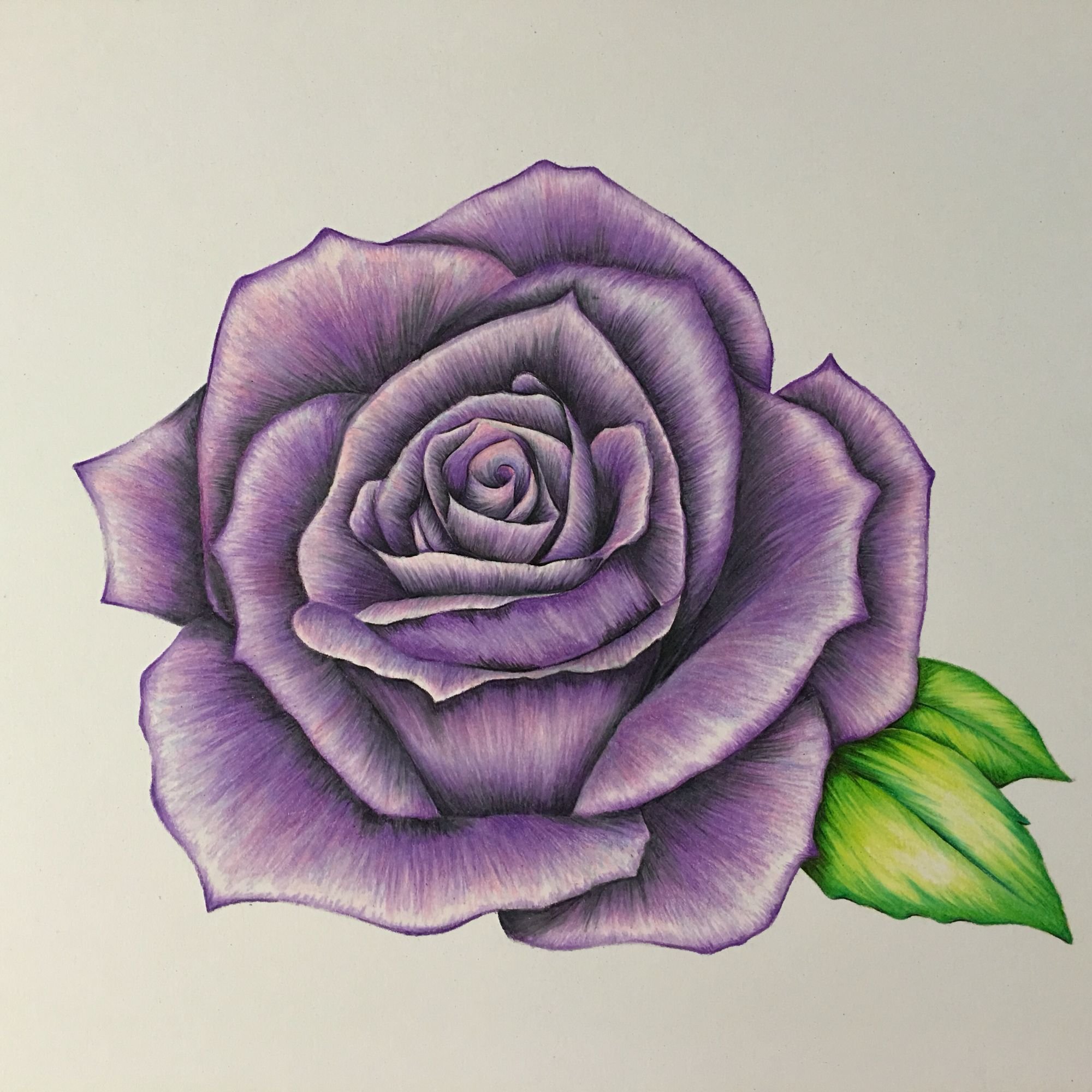 Фиолетовая роза тату эскиз
