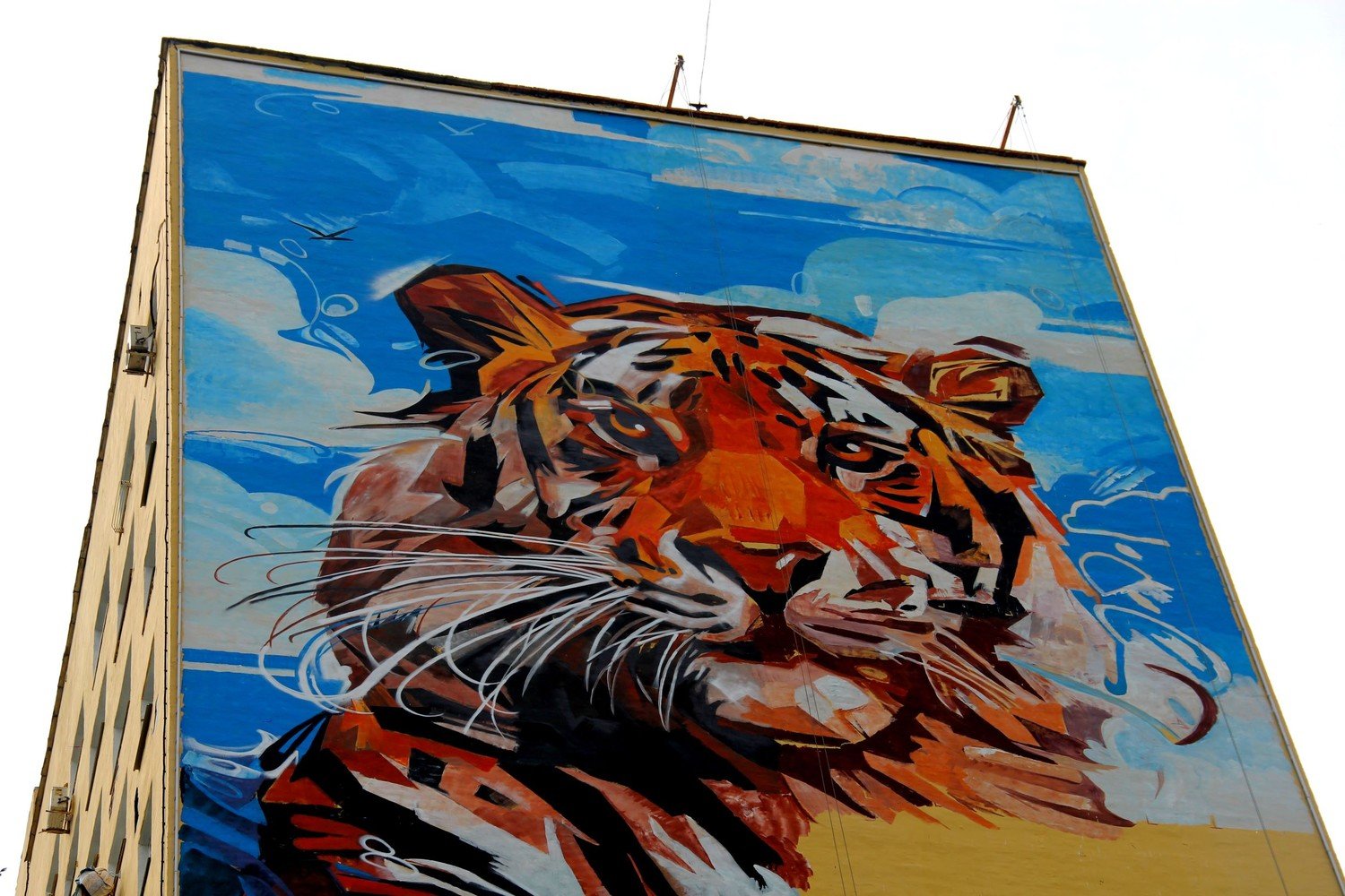 Амурский тигр Владивосток