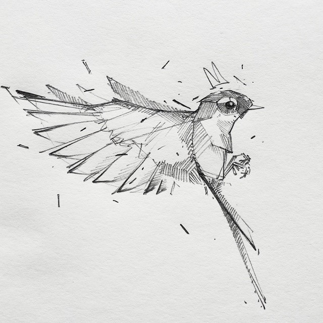 Колибри легче воробья в 19.3 раза. Птица рисунок. Зарисовки птиц. Наброски птиц. Птица скетч.