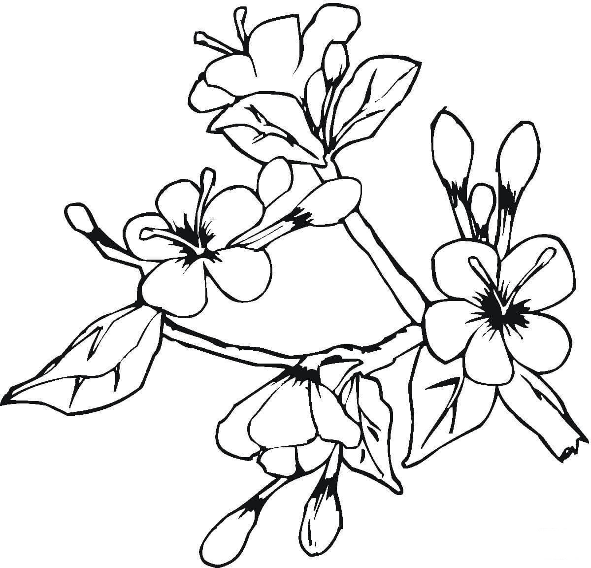 Ветка цветущей яблони рисунок. Рододендрон Даурский. Рододендрон Даурский раскраска. Цветы рисунок. Рисунки для раскрашивания цветы.