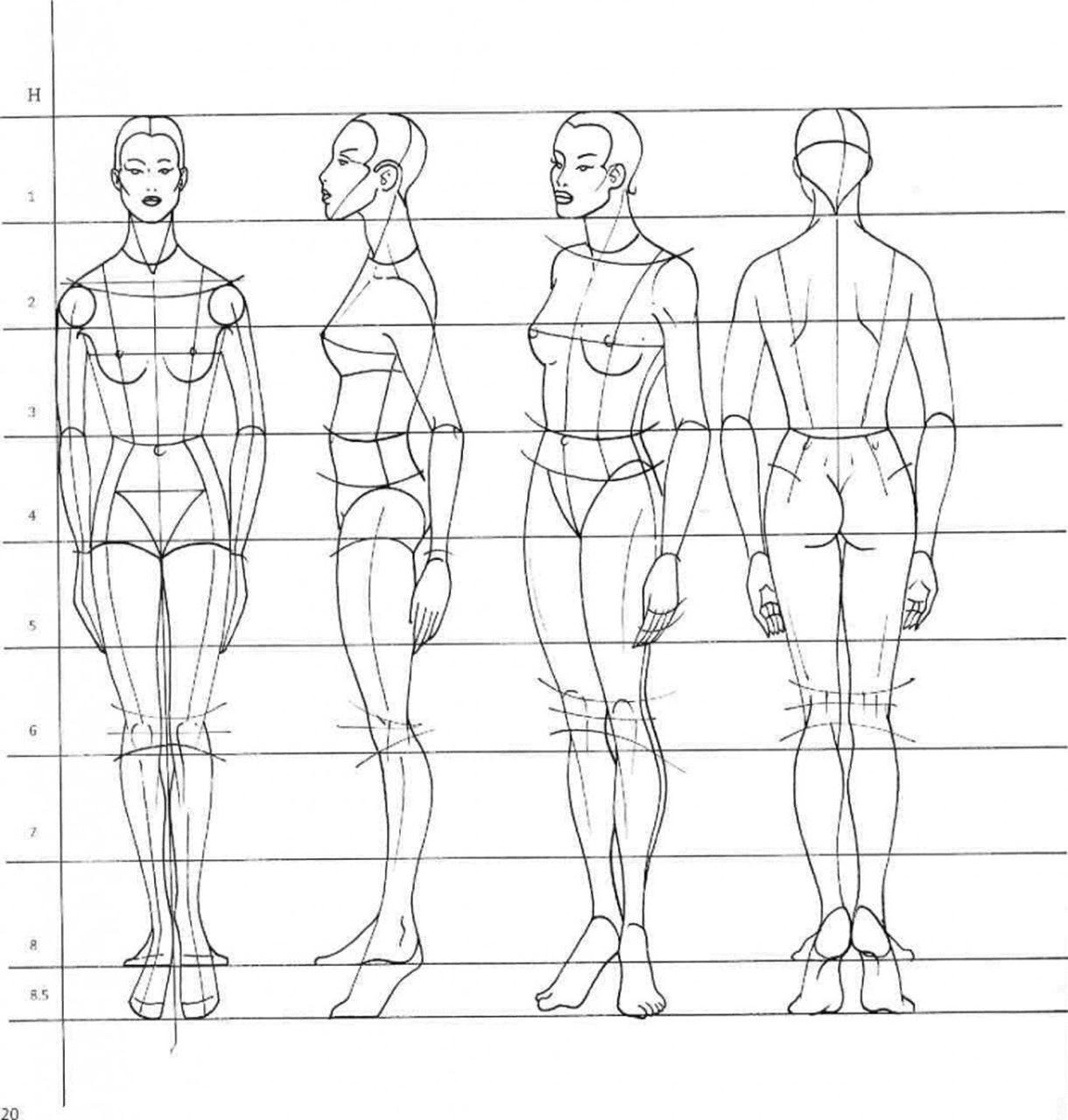 Пропорции тела для рисования
