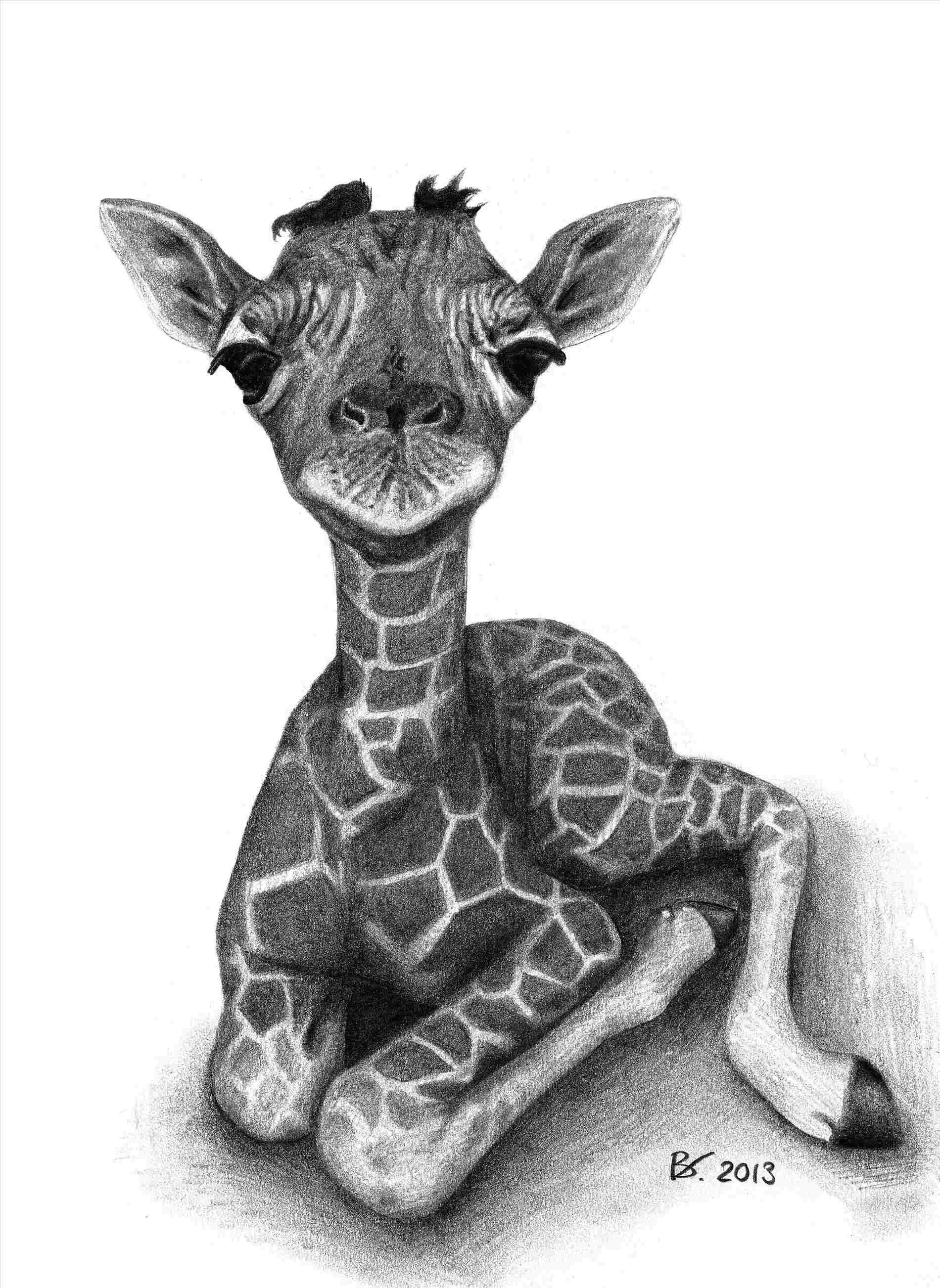 Жираф эскиз