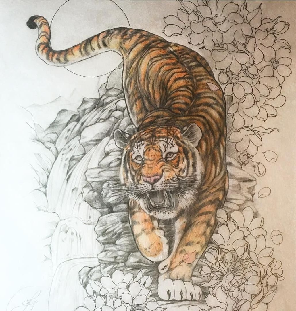 Тигр японский рисунок