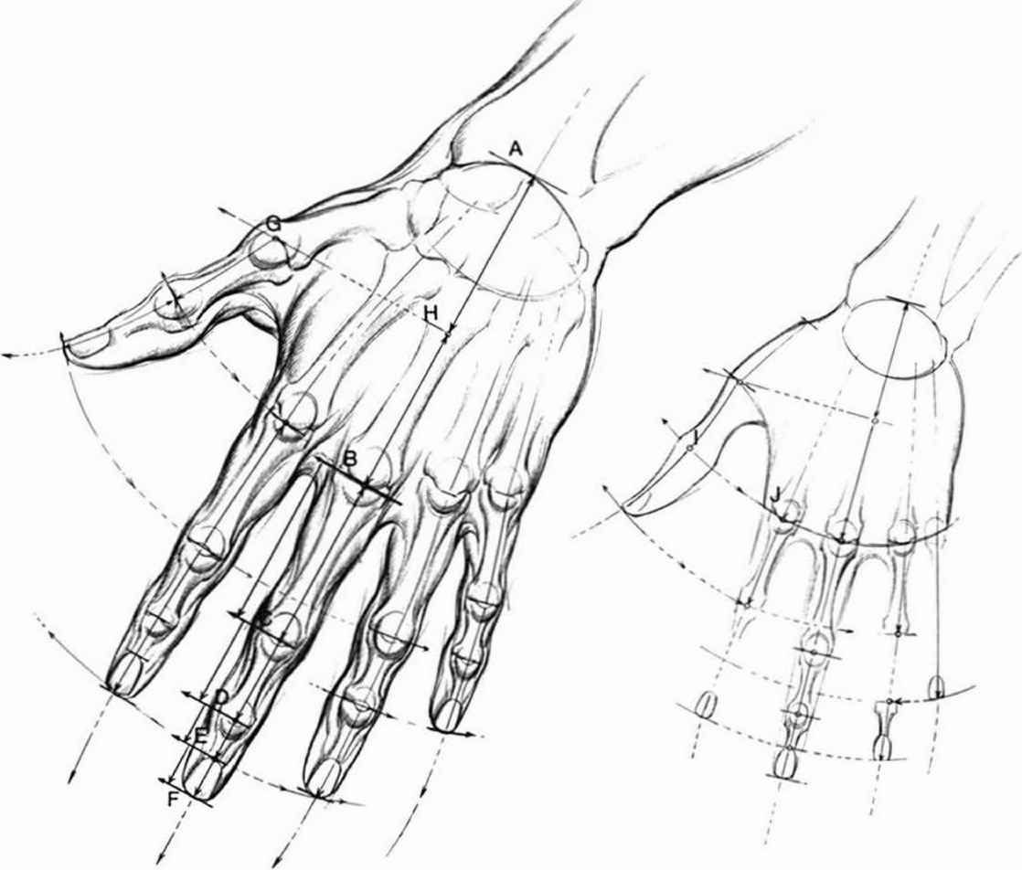 Анатомия кисти руки для художников