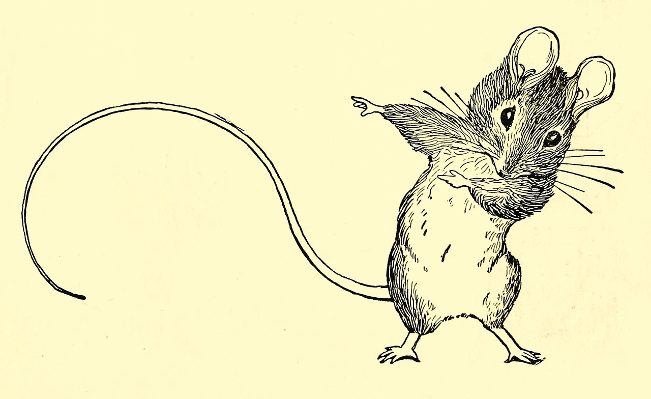Рис мыши. Шиншилла полевка. Мышка набросок. Стилизованная крыса. Рисунок крысы для срисовки.