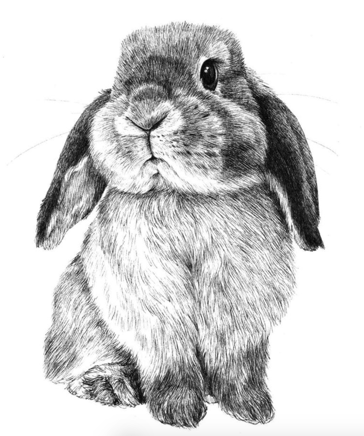 Нарисовать кролика карандашом. Кролик карандашом. Кролик рисунок. Кролик рисунок карандашом. Кролик набросок.