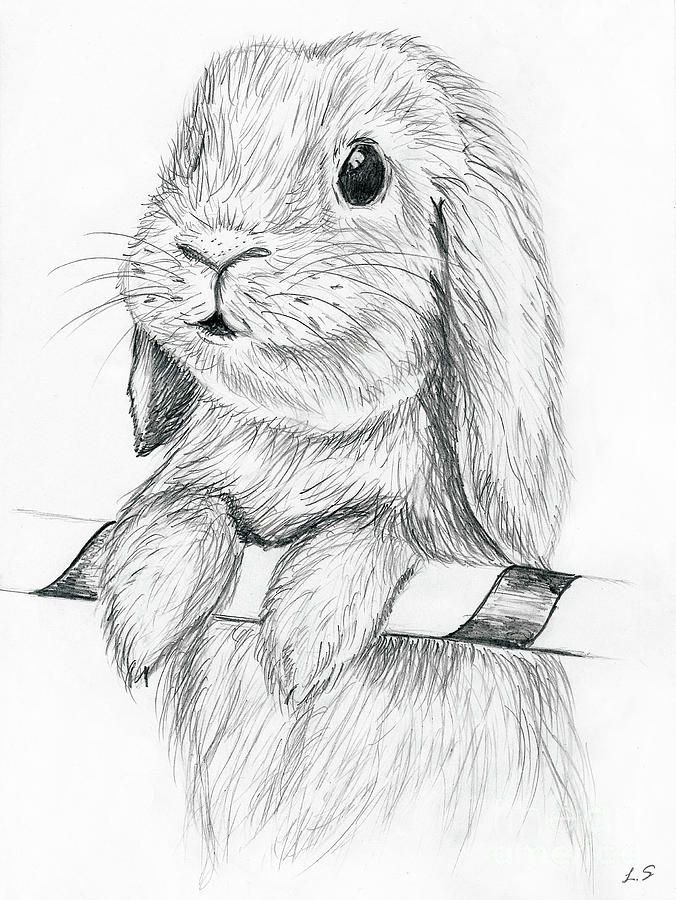 Зайка ручкой. Животные карандашом. Кролик карандашом. Кролик рисунок карандашом. Кролик простым карандашом.