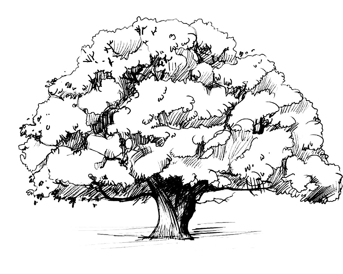 Dibujos de árboles