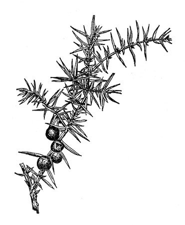 Можжевельник - Juniperus communis плоды