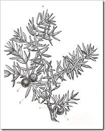 Можжевельник обыкновенный ягоды рис