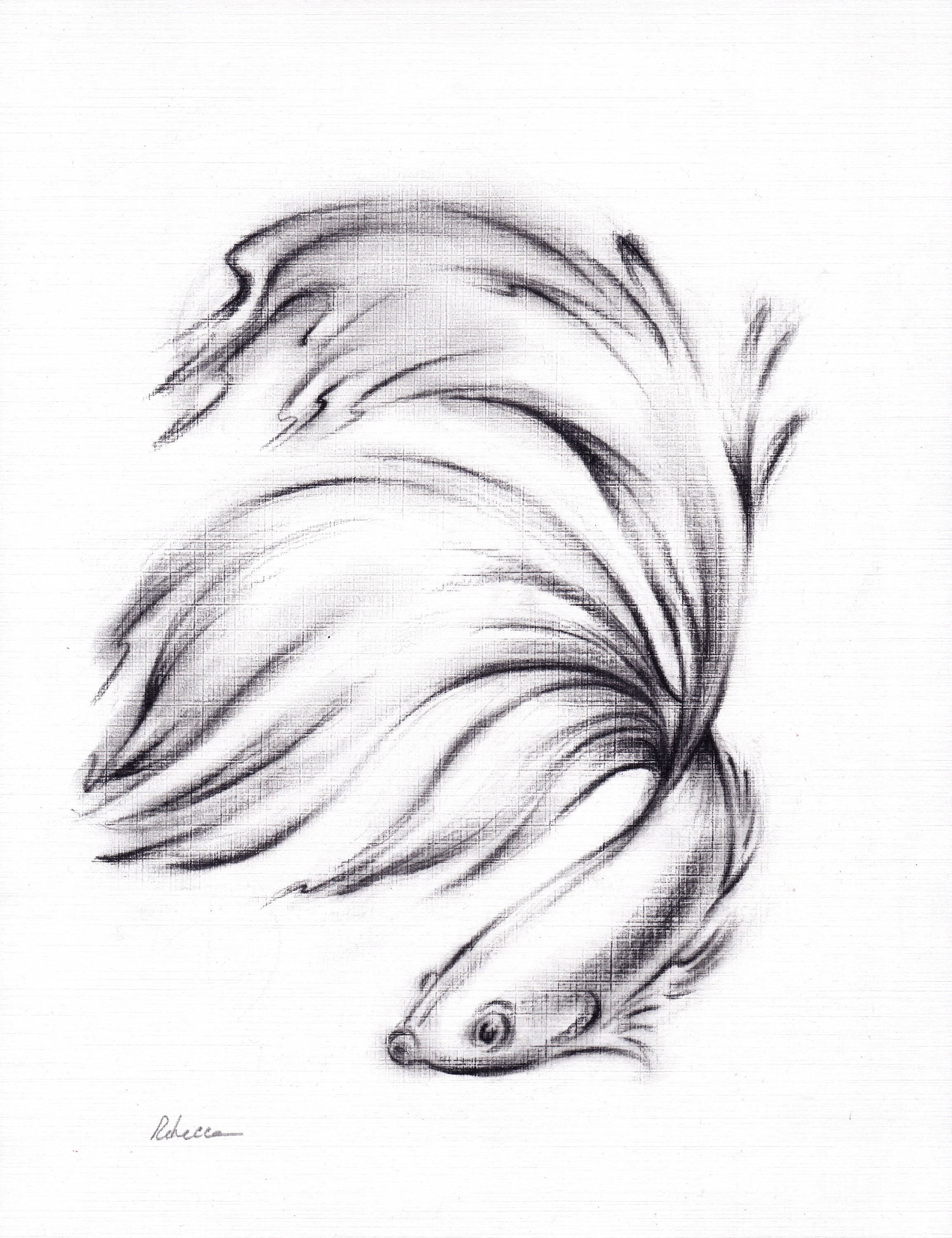 Рыбы для срисовки карандашом красивые