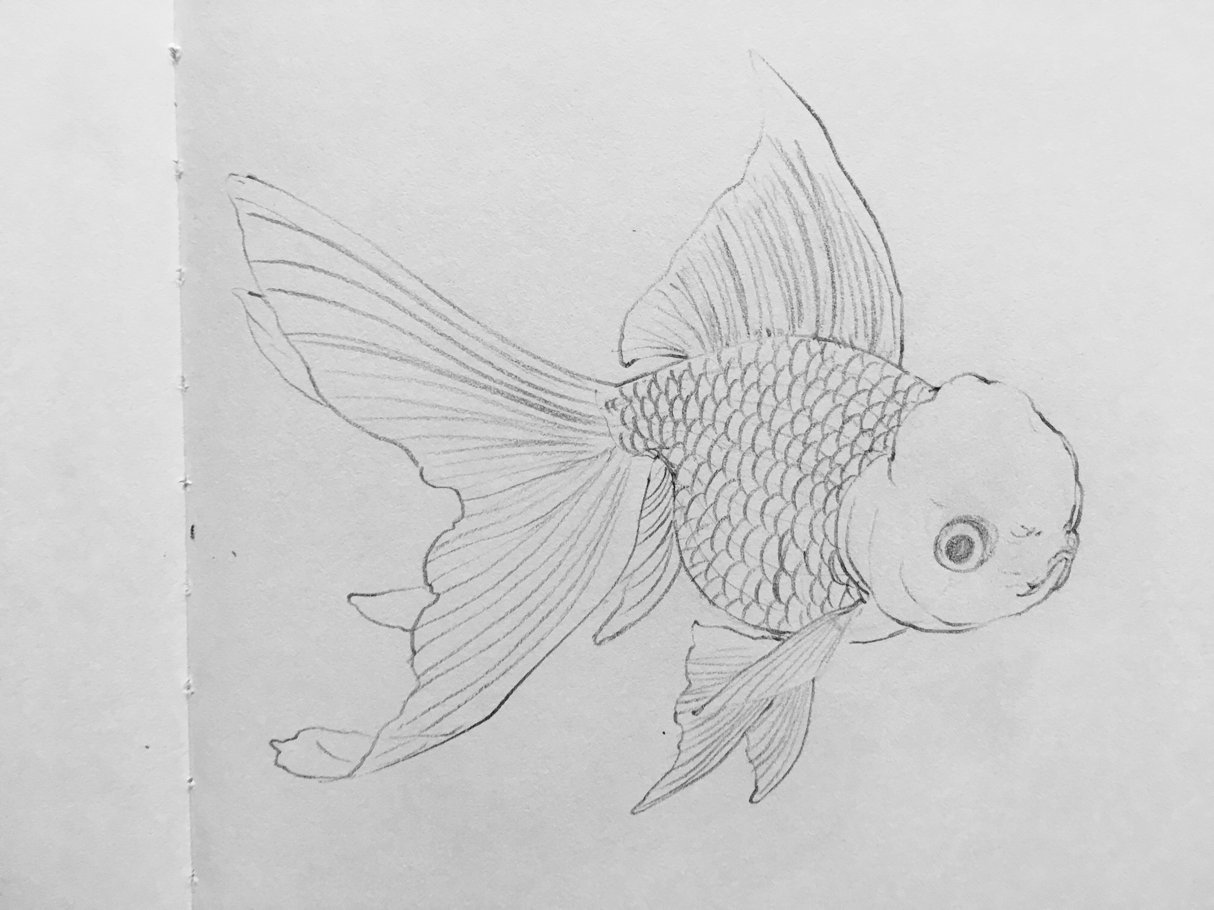 Золотая рыбка эскиз