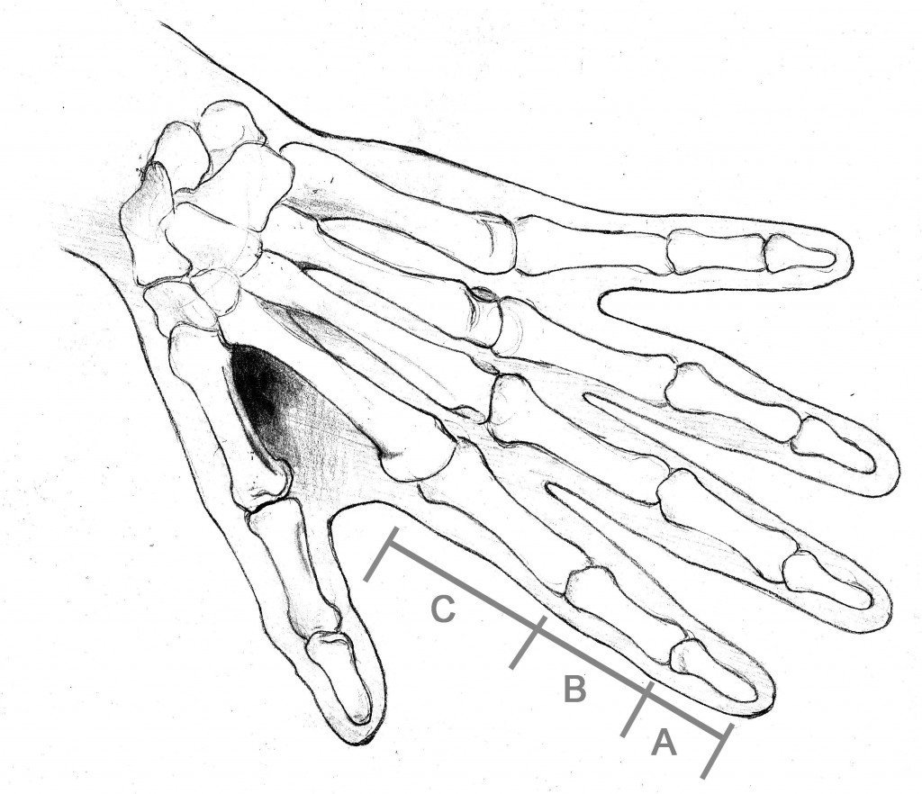Рука скелета рисунок на руке человека ручкой - 85 фото