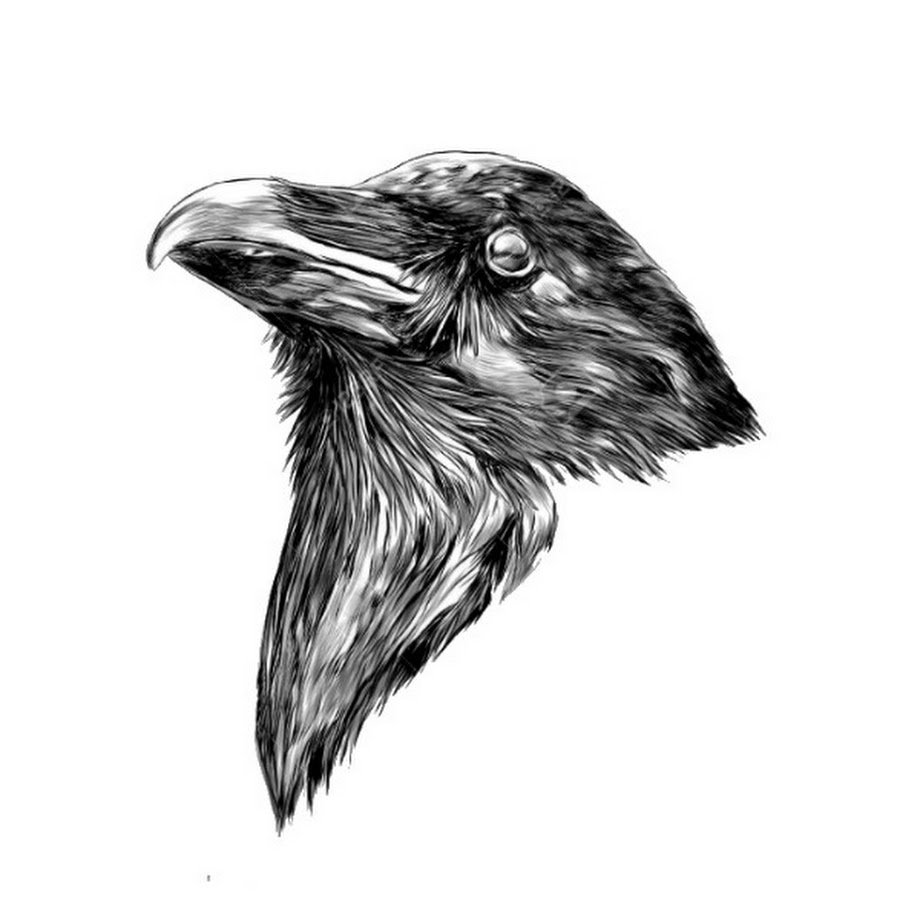 Голова ворона карандашом