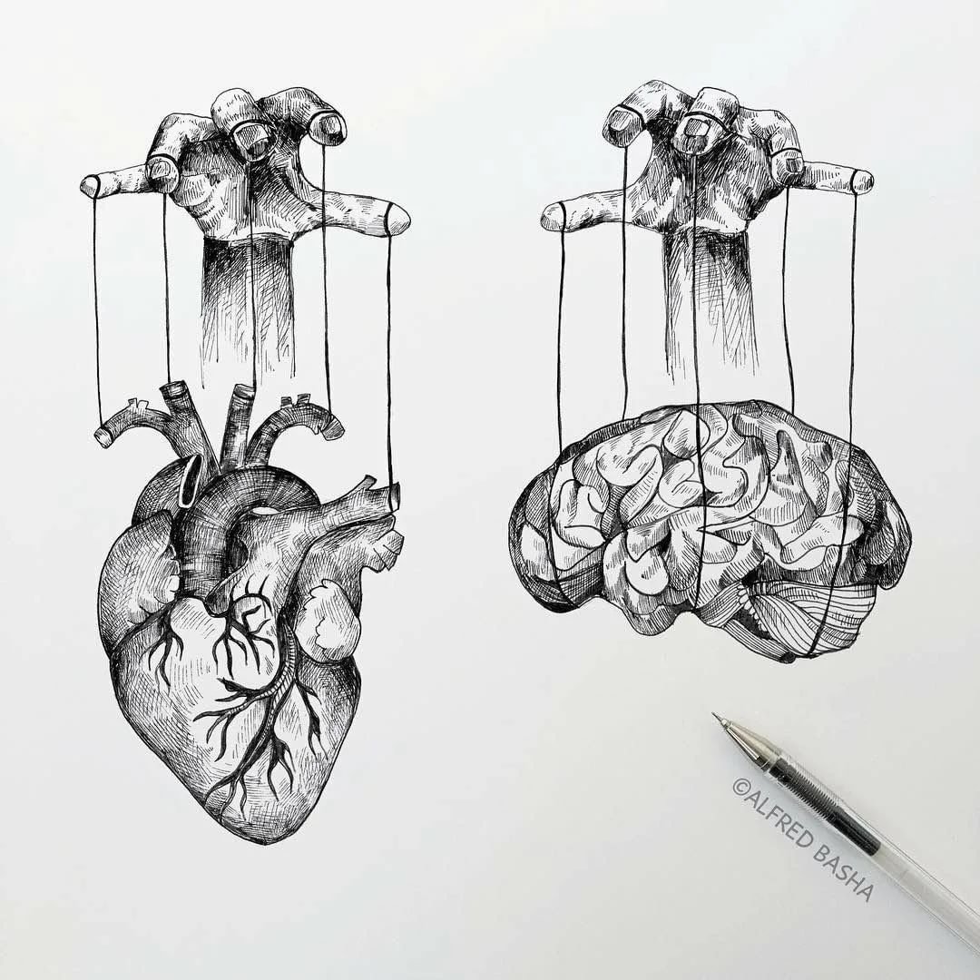 Зарисовки органов