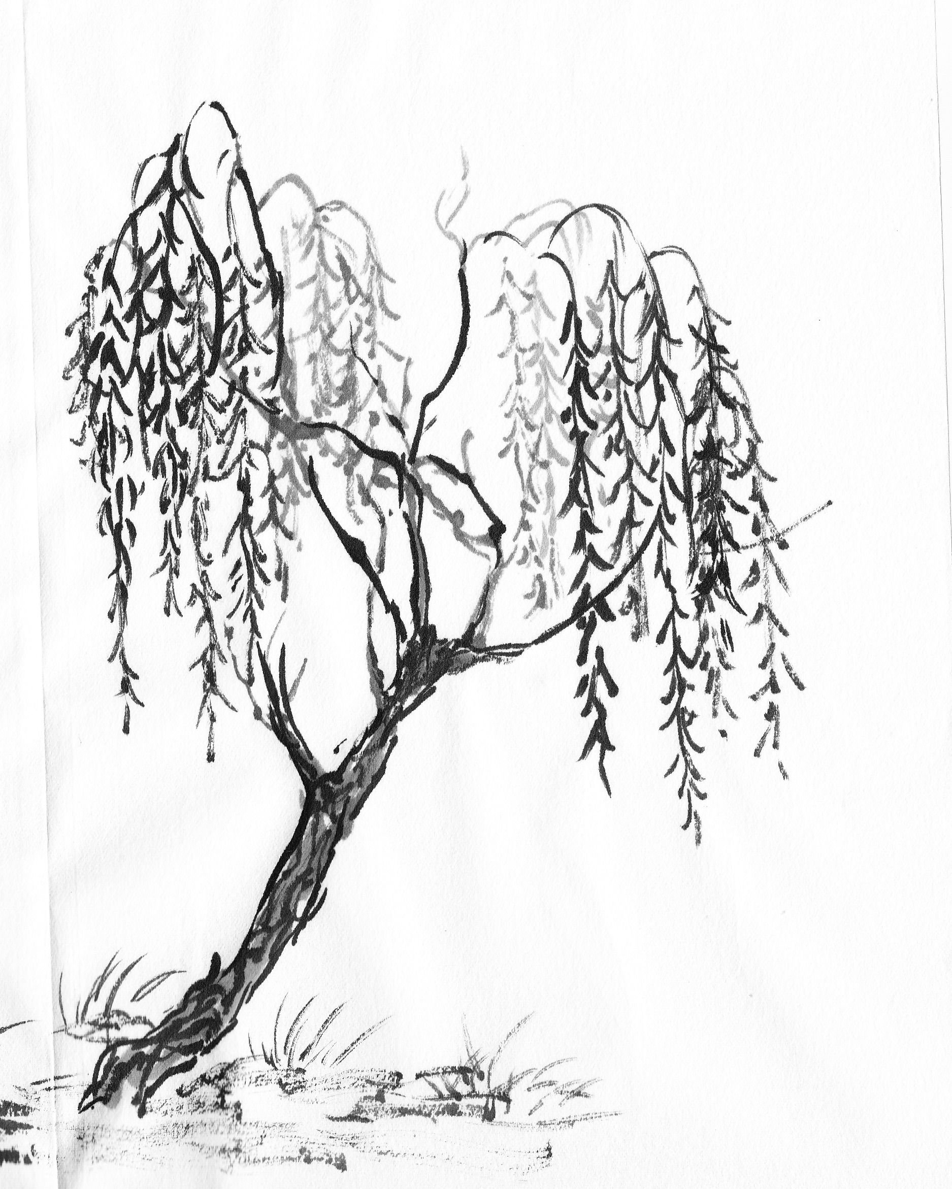 Рисунок.карандашом.дерево.плакучая.Ива