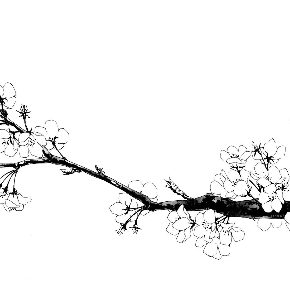 Сакура дерево сбоку