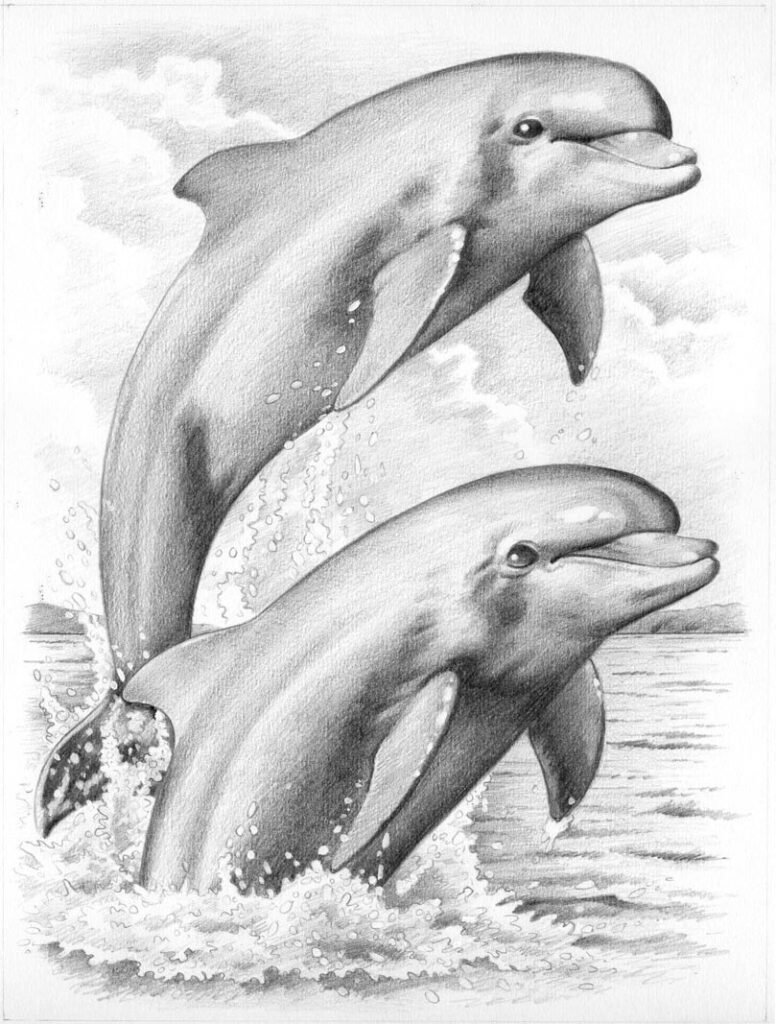 Черноморский Дельфин Афалина рисунок