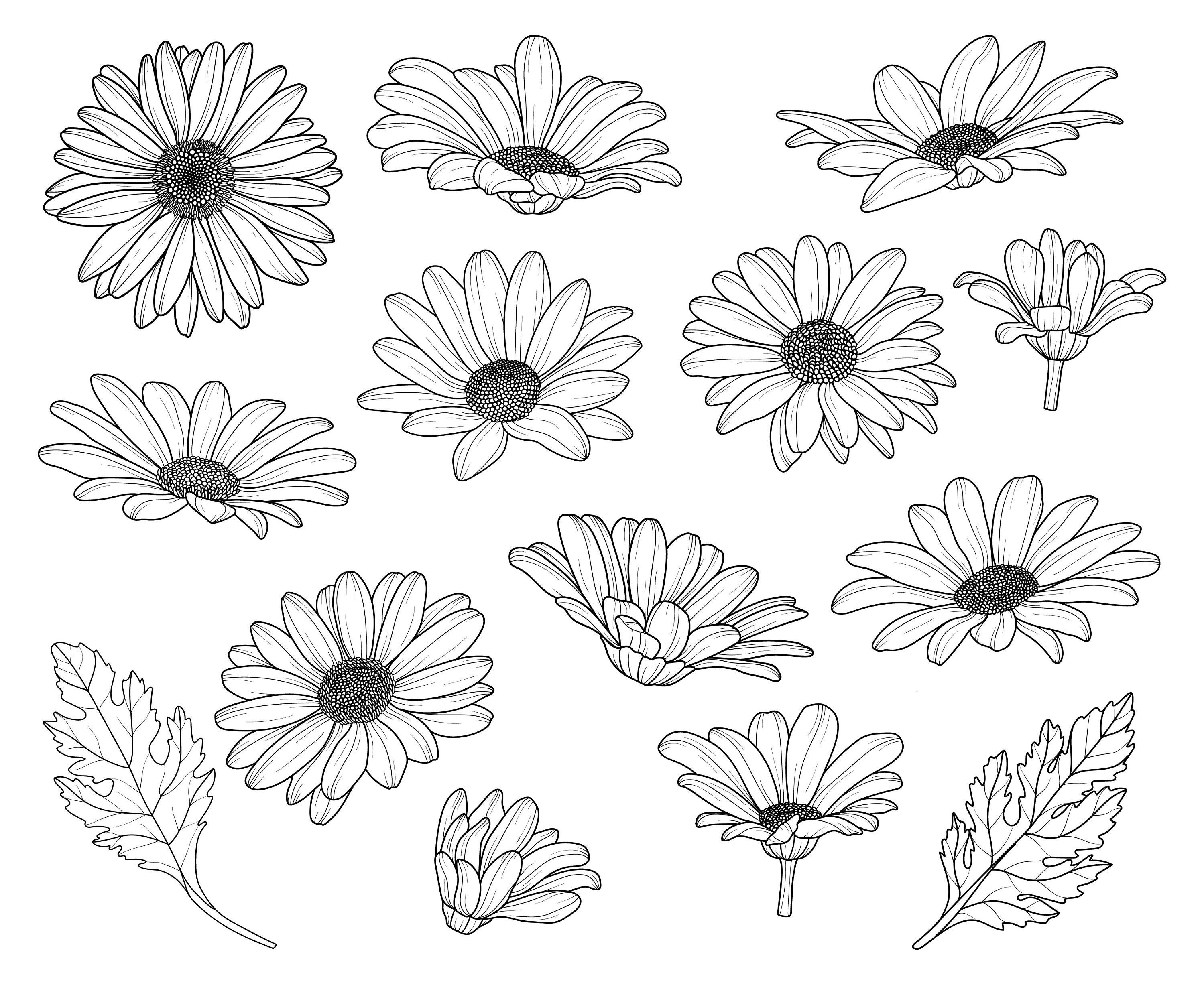 DataLife Engine > Версия для печати > Эскиз рисунка цветок ромашка (47 .