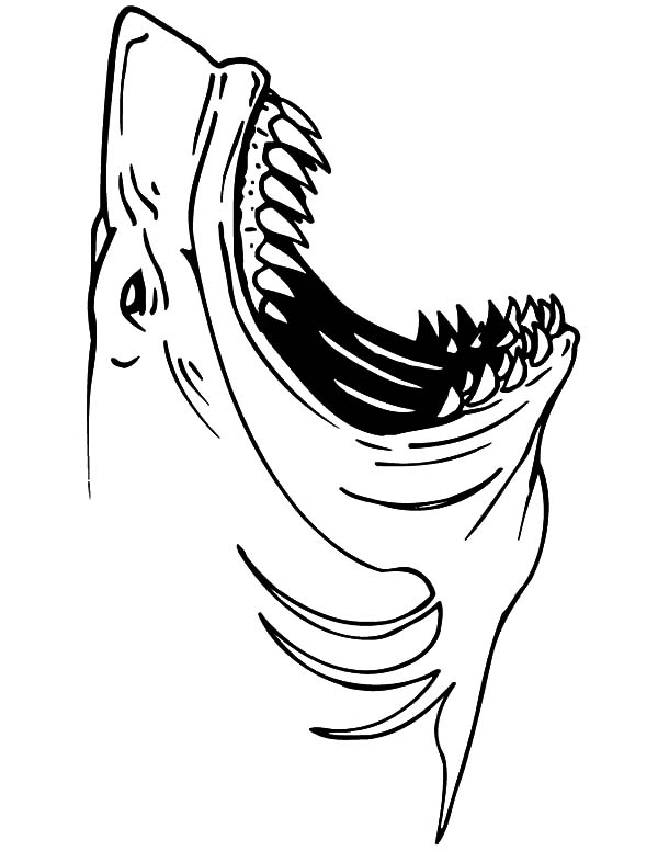 Акула рисунок. Акула раскраска. Тату эскиз челюсть. Акула эскиз. Пасть на колени