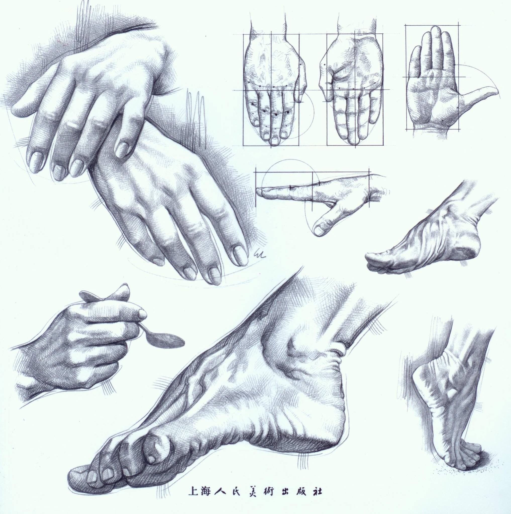Анатомия кисти руки для художников