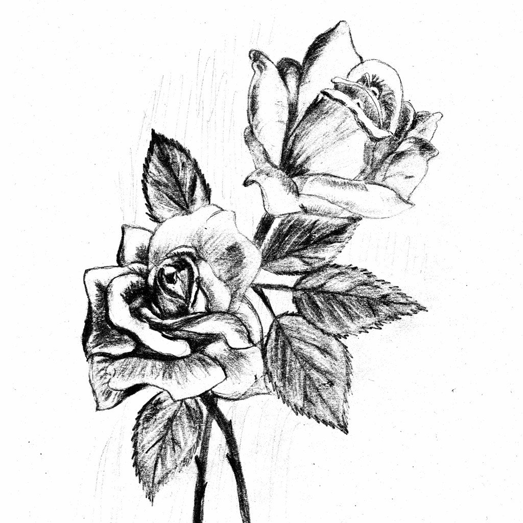 Карандашный эскиз розы