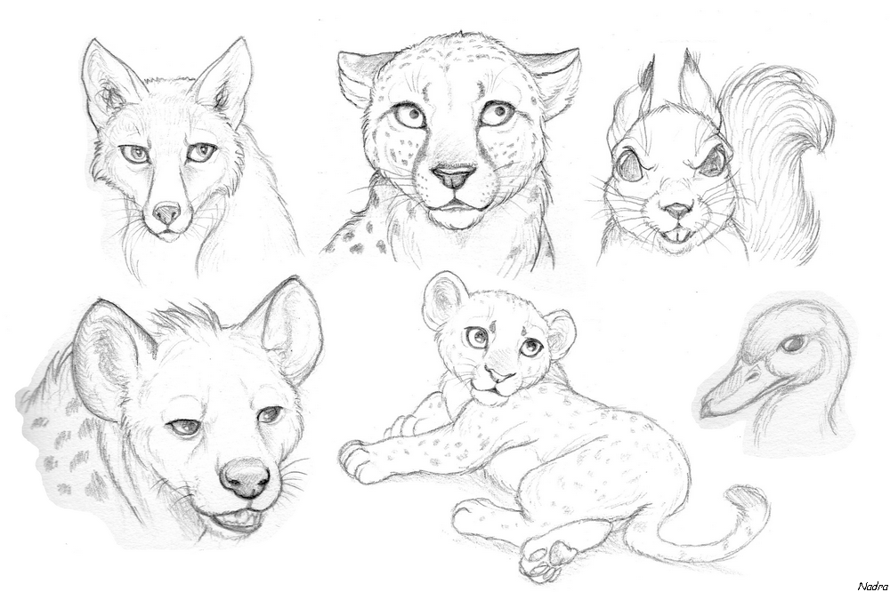 Картинки простых животных. Рисунки животных карандашом. Рисунки для срисовки животные. Животные для срисовки карандашом. Рисунки карандашом зверки.