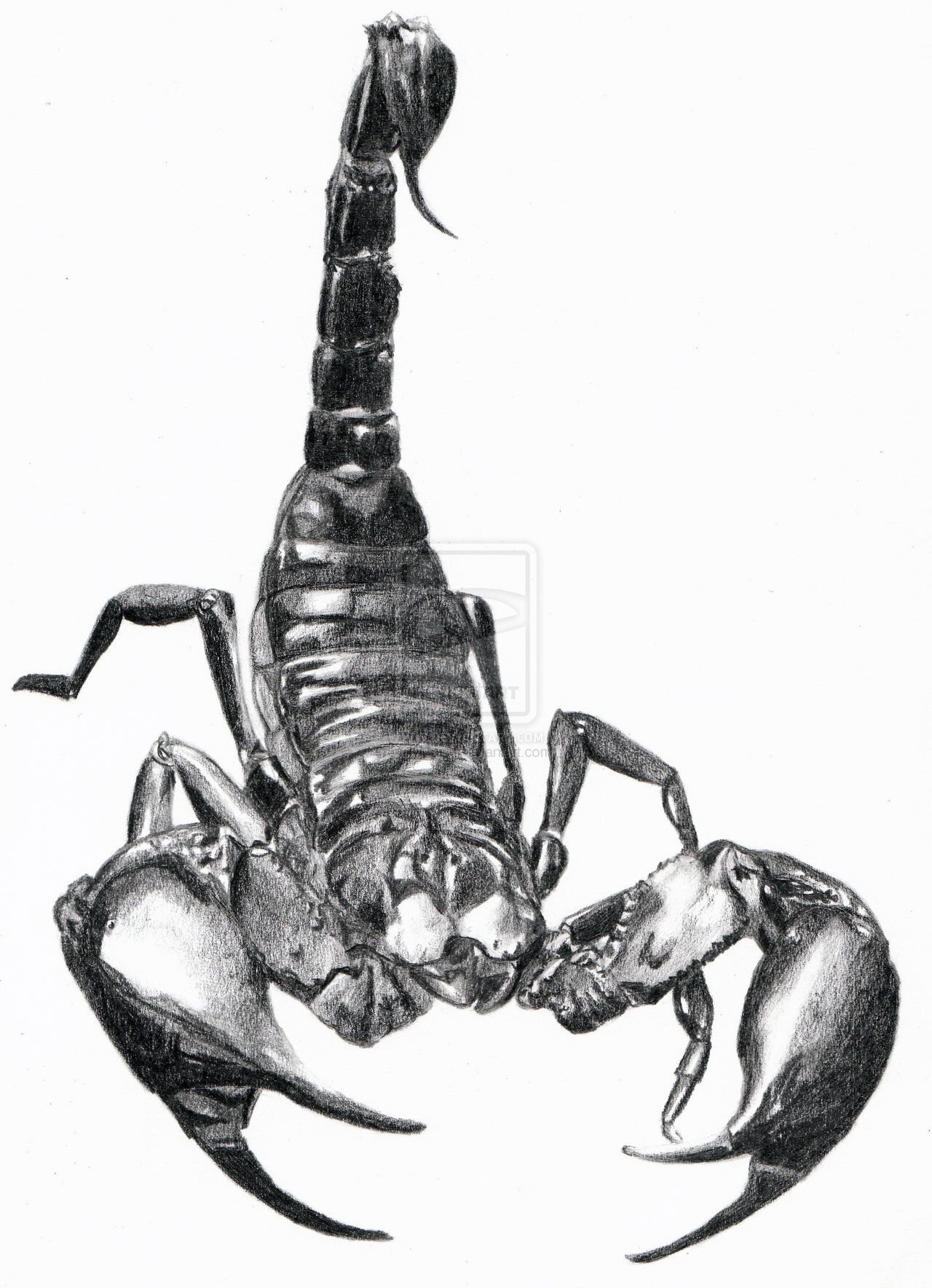 Скорпион зарисовка
