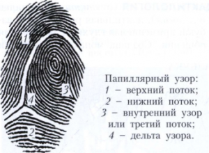 Детали строения папиллярных линий