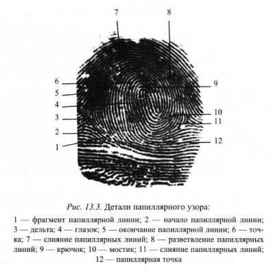 Элементы строения папиллярного узора пальца