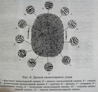 Строение папиллярного узора пальца криминалистика